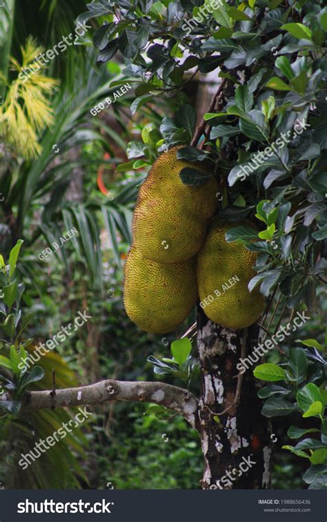 Fresh Green Jackfruit Artocarpus Heterophyllus Hanging Stock Photo