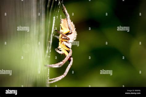 Wolf spider amazon jungle peru hi-res stock photography and images - Alamy