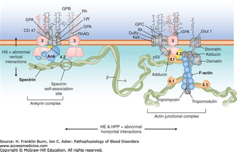 Hemolytic Disorders of the Red Cell Membrane and Red Cell Metabolism ...