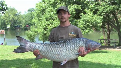 Asian carp world record – Telegraph