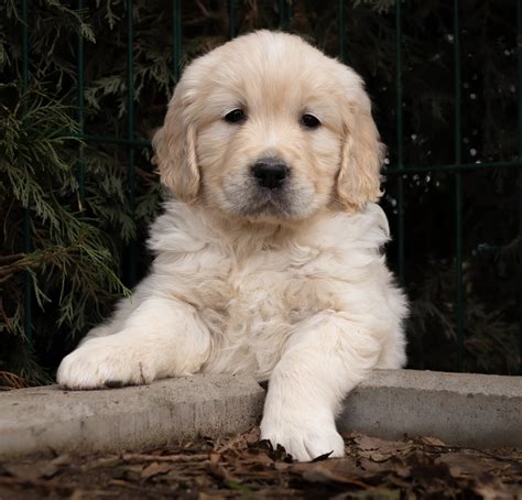 Cachorros Golden Retriever Centro Canino Valmajano