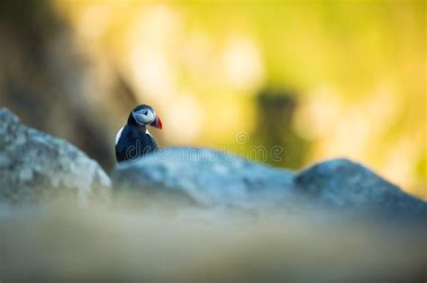 Arctica Do Fratercula Os Animais Selvagens De Noruega Retrato Bonito Da