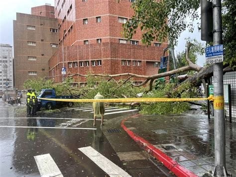 快訊／雷陣雨狂轟全台！北市驚傳路樹倒塌 2台車、學校圍牆都壓毀