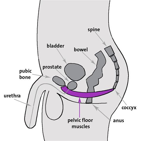 Care Tens Anal Electrodes Telegraph