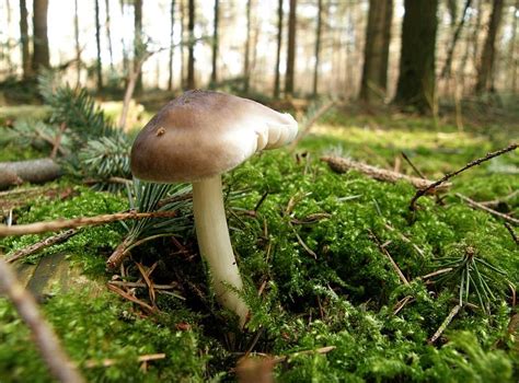 Pluteus Pouzarianus Schnallen Dachpilz Agaricales Sl Pilzforumeu