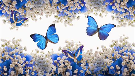 Mariposas Azules Wallpaper | www.imgkid.com - The Image Kid Has It!