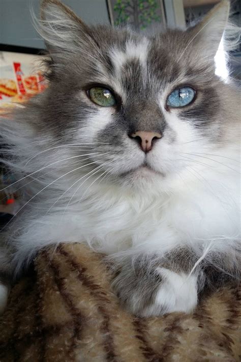 This Senior Cat Changes His Eye Color Over the Year - Love Meow