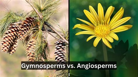 Gymnosperm Cone Male Vs Female