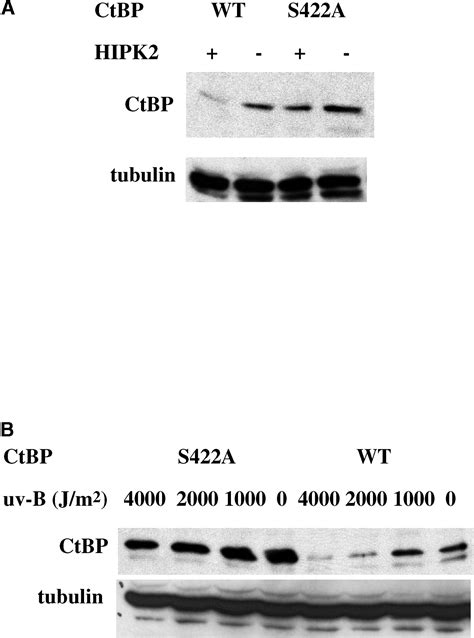 Homeodomain Interacting Protein Kinase 2 Promotes Apoptosis By