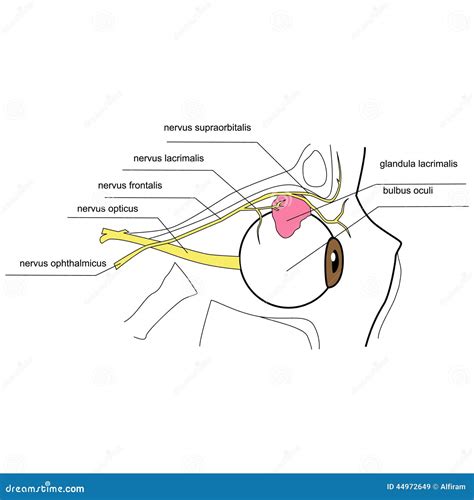 Innervation of the Lacrimal Gland - Side View Stock Vector - Illustration of medicine ...