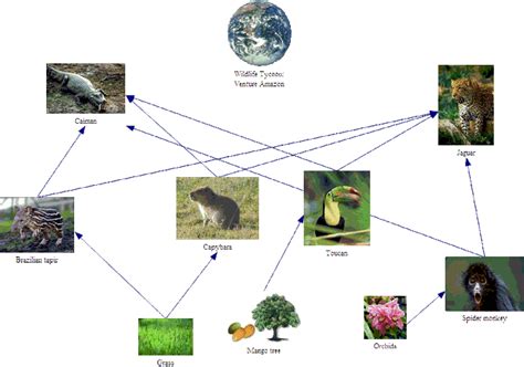 Tropical Rainforest Food Chain Diagram