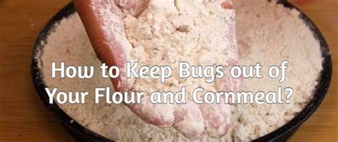 How to Keep Bugs out of Flour or Cornmeal? | Storage Box Reviews