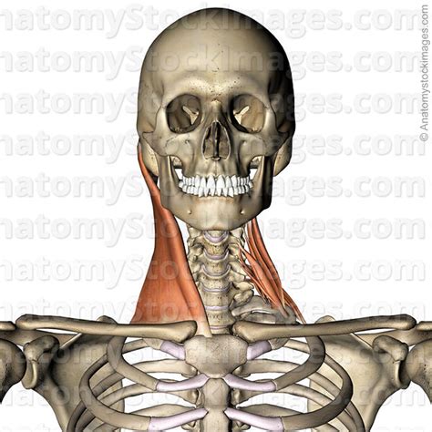 Anatomy Stock Images | neck-muscles-musculus-sternocleidomastoideus ...