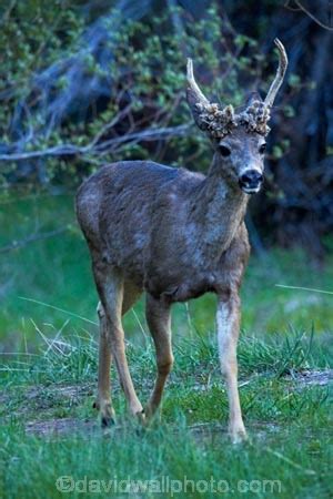 Mule Deer Odocoileus Hemionus By Mirror Lake Tenaya Canyon Yosemite