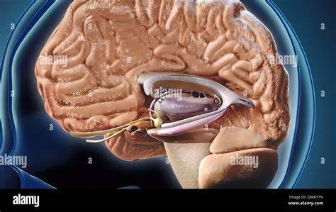 Hippocampus Brain Anatomy 3d Illustration Hi Res Stock Photography And