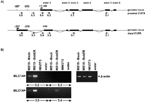 Analyses Of The Expression Of Different Utrs In Pre B Cells A