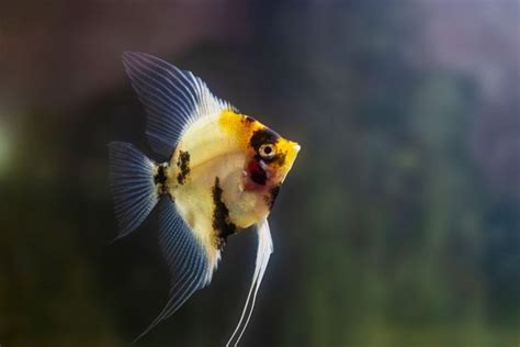 Types Of Angelfish: Angelfish Types You Should Know About - ThePets