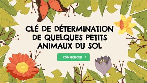 Cl De D Termination Faune Du Sol Coll Ge