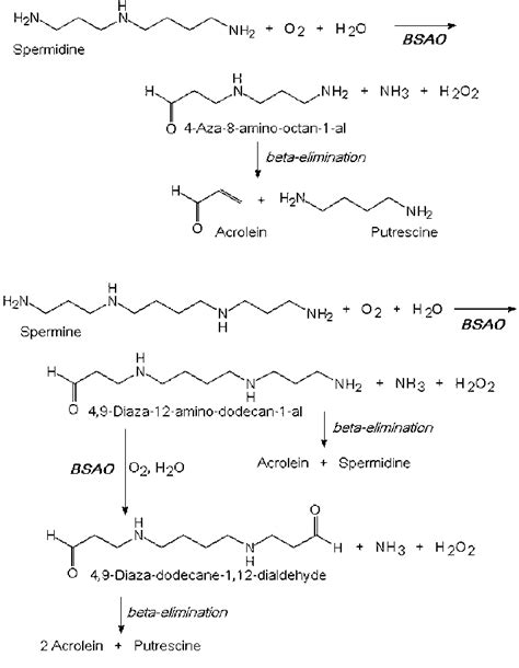 Reaction Scheme Of The Oxidative Deamination Of Spermidine And Spermine Download Scientific