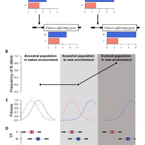 A Simple Model For Rapid Evolution Of Sex Specific Adaptation Download Scientific Diagram