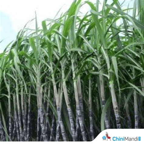 Uttar Pradesh Replacement Of Co Sugarcane Variety Necessary Due