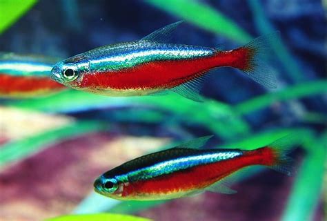 Neon Tetra Male Vs Female Differences Your Aquarium Place