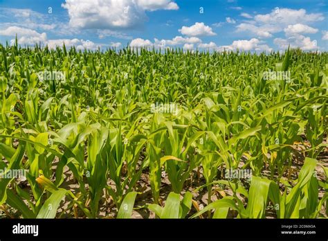 Green Corn Field Stock Photo Alamy