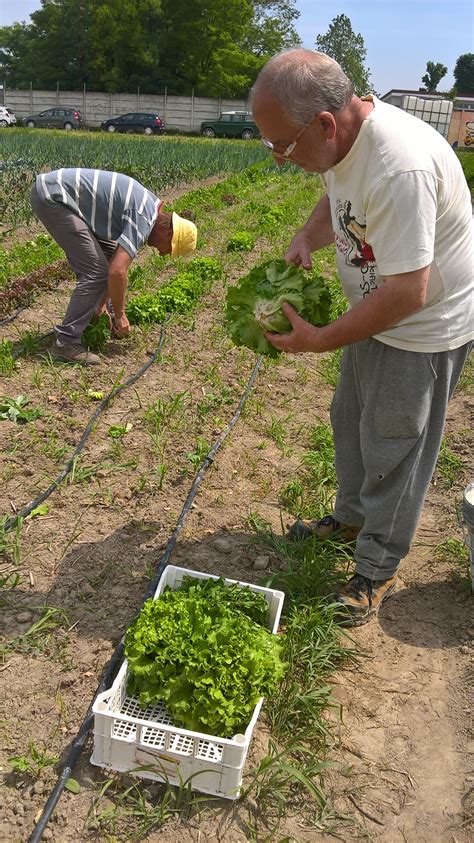 Il Mosaico Servizi Cooperativa Sociale Agricoltura Sociale Lombardia