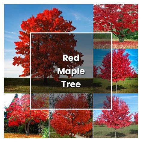 How To Grow Red Maple Tree Plant Care Tips NorwichGardener