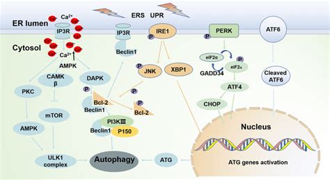 The Crosstalk Between Er Stress And Autophagy Autophagy Can Be Induced