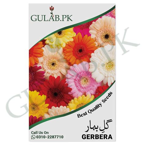 Gerbera Seeds | Flower Seeds | Gulab.pk