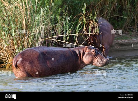 Flusspferd Hippopotamus Amphibius Paar Kommen An Land Tanganjikasee