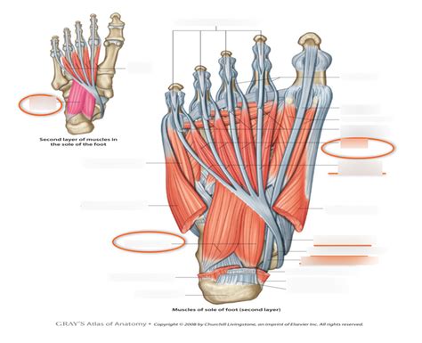 Second Layer Muscles Of Sole Of Foot Diagram Quizlet