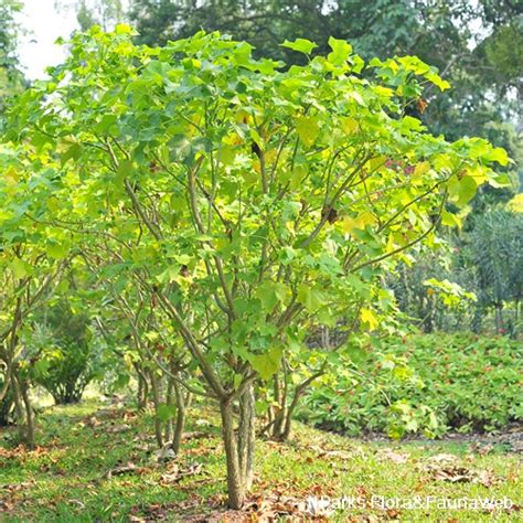 Nparks Jatropha Curcas