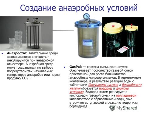 Презентация на тему: "Выделение чистых культур облигатных анаэробов ...