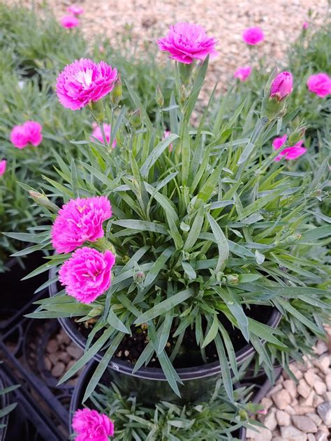 Dianthus interspecific 'KLEDG10119' Dianthus EverLast™ Orchid PP23364 ...