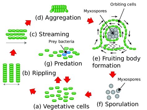 The life cycle of myxobacteria. Cells can engage in cooperative ...