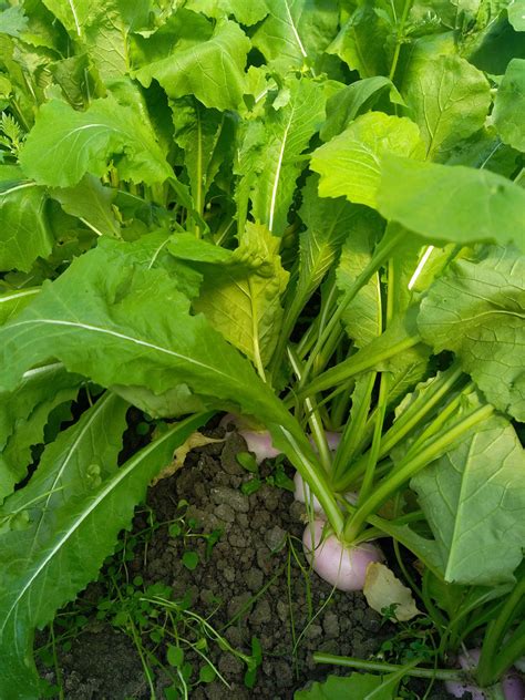 Premiers légumes primeurs La Rivoise