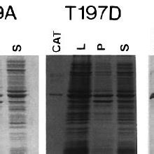 Solubility Of Wild Type And Mutant Forms Of Catalytic Subunits Cells