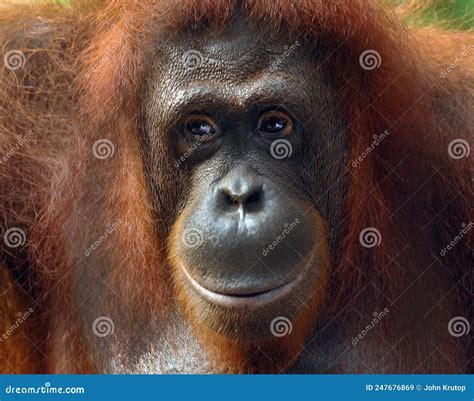 Orangutan Close Up Head Shot Seems To Be In Deep Thought Stock Image