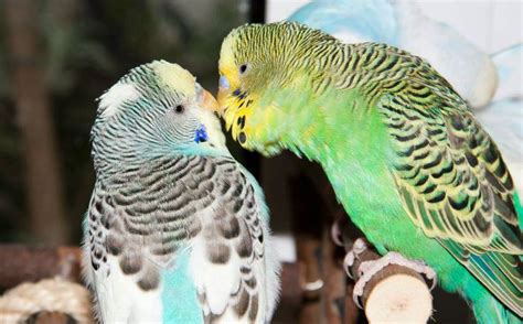 Budgie Parrots For Sale In Islamabad Pets For Sale In Pakistan