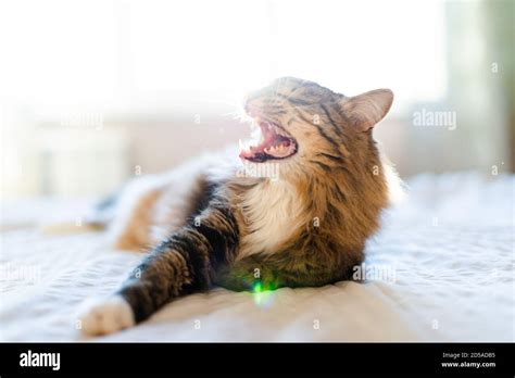 Cat yawning with mouth wide open and shows fangs Stock Photo - Alamy