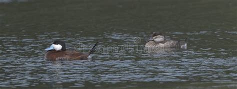 Male and Female Ruddy Ducks in Breeding Color Swimming in Small Pond ...