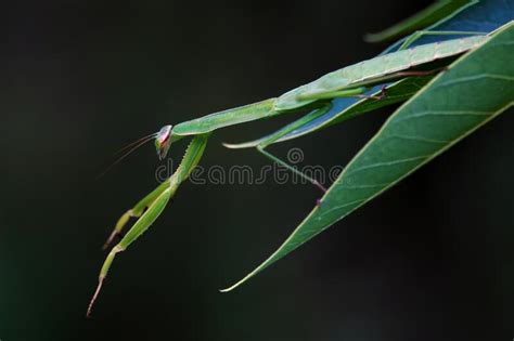 Mantis Nymph Stock Image Image Of Larva Arthropoda 252475653