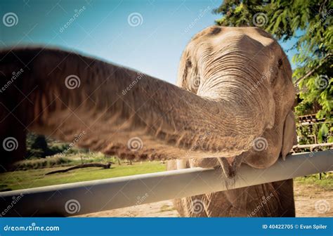 Smiling Elephant Stock Image Image Of Destination Character 40422705