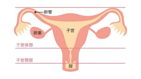 子宮体がん 婦人科の主な疾患と治療方法 江戸川病院