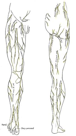 Subcostal Nerve