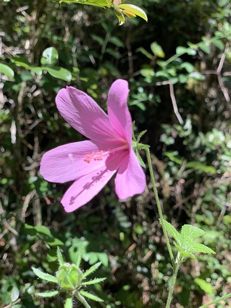 Fleur Forêt Le Photo gratuite sur Pixabay Pixabay