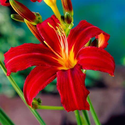 Daylily Crimson Pirate Hemerocallis Crimson Pirate High Country Gardens