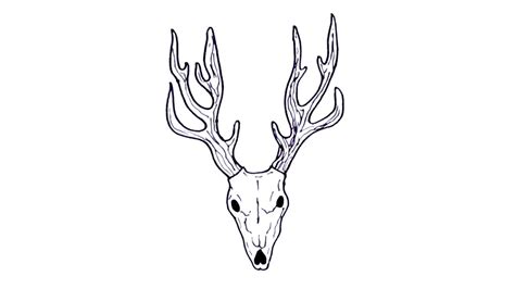 Vector Drawing Of A Skull And Antlers Of Elk High-Res, 41% OFF